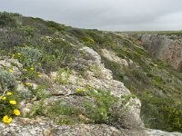 P, Faro, Vila do Bispo, Cabo Sao Vicente 32, Saxifraga-Willem van Kruijsbergen