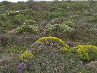 P, Faro, Vila do Bispo, Cabo Sao Vicente 41, Saxifraga-Willem van Kruijsbergen