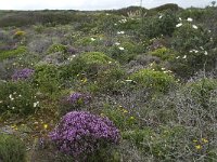 P, Faro, Vila do Bispo, Cabo Sao Vicente 42, Saxifraga-Willem van Kruijsbergen