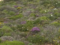 P, Faro, Vila do Bispo, Cabo Sao Vicente 43, Saxifraga-Willem van Kruijsbergen