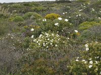 P, Faro, Vila do Bispo, Cabo Sao Vicente 46, Saxifraga-Willem van Kruijsbergen