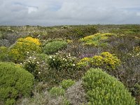 P, Faro, Vila do Bispo, Cabo Sao Vicente 47, Saxifraga-Willem van Kruijsbergen