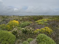 P, Faro, Vila do Bispo, Cabo Sao Vicente 48, Saxifraga-Willem van Kruijsbergen