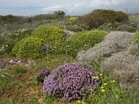 P, Faro, Vila do Bispo, Cabo Sao Vicente 49, Saxifraga-Willem van Kruijsbergen