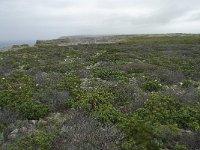 P, Faro, Vila do Bispo, Cabo Sao Vicente 5, Saxifraga-Willem van Kruijsbergen