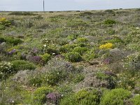 P, Faro, Vila do Bispo, Cabo Sao Vicente 50, Saxifraga-Willem van Kruijsbergen