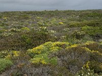 P, Faro, Vila do Bispo, Cabo Sao Vicente 51, Saxifraga-Willem van Kruijsbergen