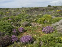 P, Faro, Vila do Bispo, Cabo Sao Vicente 52, Saxifraga-Willem van Kruijsbergen