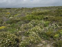 P, Faro, Vila do Bispo, Cabo Sao Vicente 53, Saxifraga-Willem van Kruijsbergen