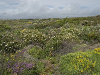 P, Faro, Vila do Bispo, Cabo Sao Vicente 54, Saxifraga-Willem van Kruijsbergen