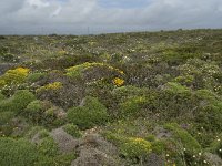 P, Faro, Vila do Bispo, Cabo Sao Vicente 55, Saxifraga-Willem van Kruijsbergen