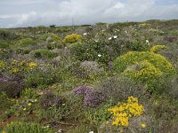 P, Faro, Vila do Bispo, Cabo Sao Vicente 56, Saxifraga-Willem van Kruijsbergen