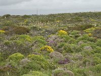 P, Faro, Vila do Bispo, Cabo Sao Vicente 58, Saxifraga-Willem van Kruijsbergen