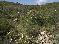 P, Faro, Vila do Bispo, Praia do Zavial 26, Saxifraga-Willem van Kruijsbergen