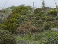 P, Faro, Vila do Bispo, Sagres 1, Saxifraga-Willem van Kruijsbergen