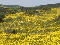 P, Faro, Vila do Bispo, Salema 5, Saxifraga-Jan van der Straaten