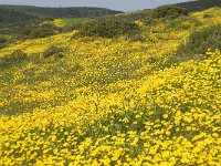 P, Faro, Vila do Bispo, Salema 6, Saxifraga-Jan van der Straaten