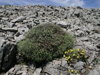 E, Cadiz, Ronda, Sierra de las Nieves 12, Saxifraga-Dirk Hilbers