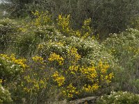 E, Girona, Cadaques, Cap de Creus 1, Saxifraga-Jan van der Straaten