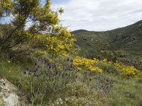 E, Girona, Cadaques, Cap de Creus 11, Saxifraga-Marijke Verhagen