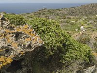 E, Girona, Cadaques, Cap de Creus 2, Saxifraga-Jan van der Straaten