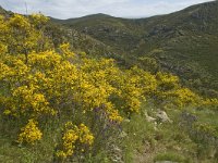 E, Girona, Cadaques, Cap de Creus 8, Saxifraga-Marijke Verhagen