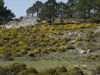 E, Granada, Jete, Meson Prados de Lopera 26, Saxifraga-Willem van Kruijsbergen