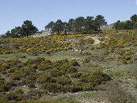 E, Granada, Jete, Meson Prados de Lopera 27, Saxifraga-Willem van Kruijsbergen