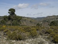 E, Granada, Jete, Meson Prados de Lopera 30, Saxifraga-Willem van Kruijsbergen