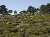 E, Granada, Jete, Meson Prados de Lopera 33, Saxifraga-Willem van Kruijsbergen