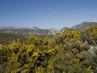 E, Granada, Jete, Meson Prados de Lopera 49, Saxifraga-Willem van Kruijsbergen