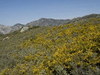 E, Granada, Jete, Meson Prados de Lopera 51, Saxifraga-Willem van Kruijsbergen