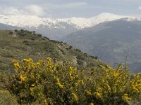 E, Granada, Orgiva, Sierra de Lujar 4, Saxifraga-Jan van der Straaten