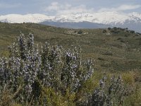 E, Granada, Orgiva, Sierra de Lujar 6, Saxifraga-Jan van der Straaten