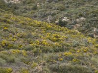 E, Granada, Orgiva, Sierra de Lujar, Olias 28, Saxifraga-Willem van Kruijsbergen