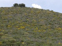 E, Granada, Orgiva, Sierra de Lujar, Olias 29, Saxifraga-Willem van Kruijsbergen