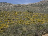 E, Granada, Orgiva, Sierra de Lujar, Olias 3, Saxifraga-Willem van Kruijsbergen