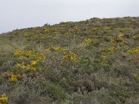 E, Granada, Orgiva, Sierra de Lujar, Olias 30, Saxifraga-Willem van Kruijsbergen