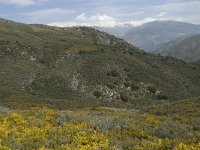 E, Granada, Orgiva, Sierra de Lujar, Olias 7, Saxifraga-Willem van Kruijsbergen