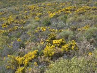 E, Granada, Orgiva, Sierra de Lujar, Olias 9, Saxifraga-Willem van Kruijsbergen