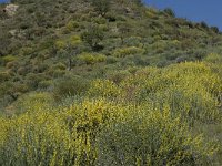 E, Granada, Polopos 4, Saxifraga-Willem van Kruijsbergen