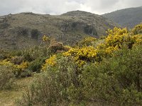 E, Malaga, Cartajima 1, Saxifraga-Willem van Kruijsbergen