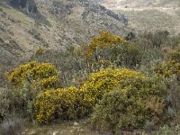 E, Malaga, Cartajima 2, Saxifraga-Willem van Kruijsbergen