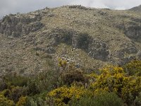 E, Malaga, Cartajima 3, Saxifraga-Willem van Kruijsbergen