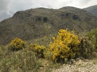 E, Malaga, Cartajima 4, Saxifraga-Willem van Kruijsbergen