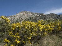 E, Malaga, Casares 2, Saxifraga-Willem van Kruijsbergen