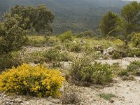 E, Malaga, El Burgo, Sierra de las Nieves 19, Saxifraga-Jan van der Straaten