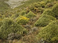 E, Malaga, El Burgo, Sierra de las Nieves 20, Saxifraga-Jan van der Straaten