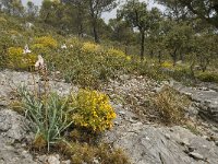 E, Malaga, El Burgo, Sierra de las Nieves 24, Saxifraga-Willem van Kruijsbergen