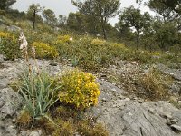 E, Malaga, El Burgo, Sierra de las Nieves 28, Saxifraga-Willem van Kruijsbergen